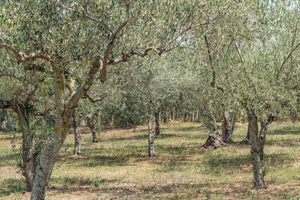 Magnolia Casa Di Campagna Costa Dei Trabocchi ロッカ・サン・ジョヴァンニ エクステリア 写真
